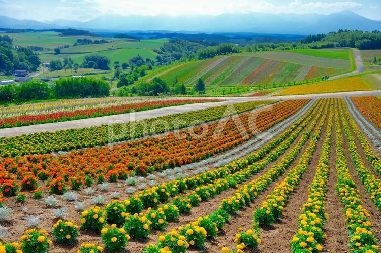 北海道の花畑 花畑,ガーデン,花の写真素材