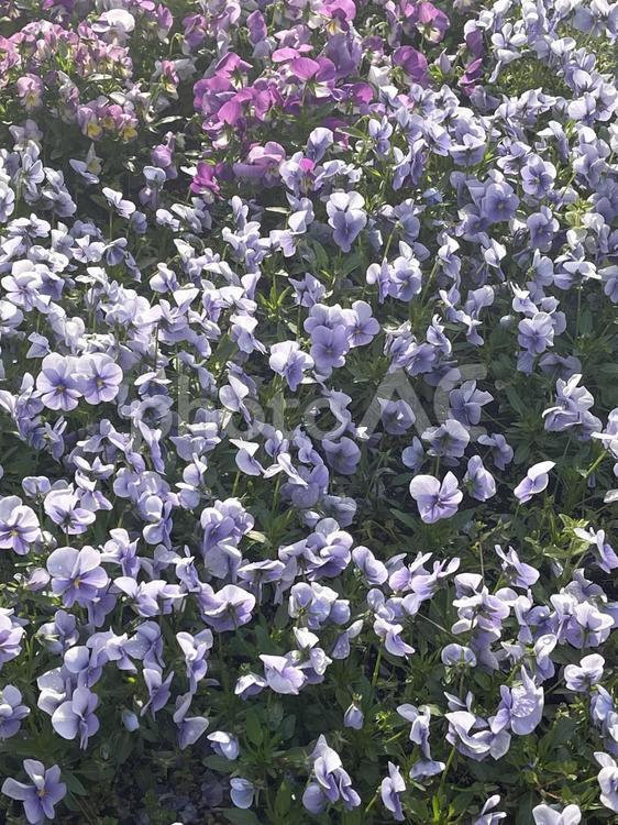 満開の可愛いパンジー　茨木市中央通り花壇 花,植物,満開の写真素材