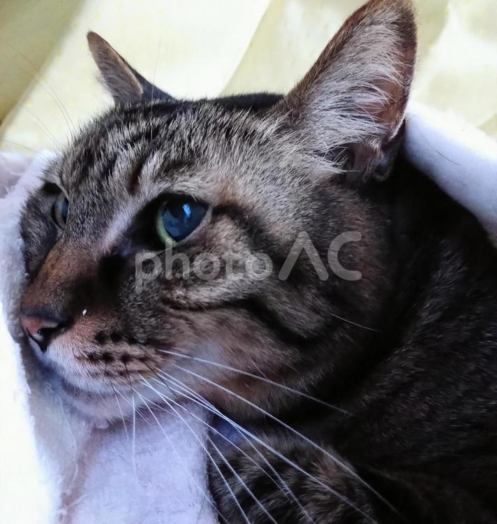見つめる猫 アップ,ネコ,カメラ目線の写真素材