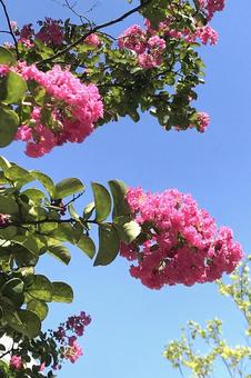 サルスベリの木花 サルスベリの木花の写真