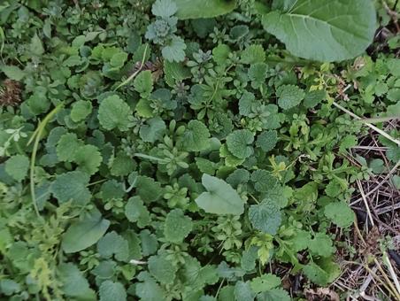 色々な葉っぱ133 色々,葉っぱ,緑の写真素材