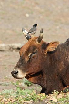 モリハッカの写真