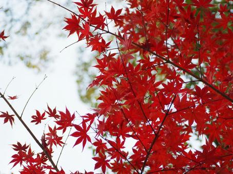 紅葉 紅葉の写真