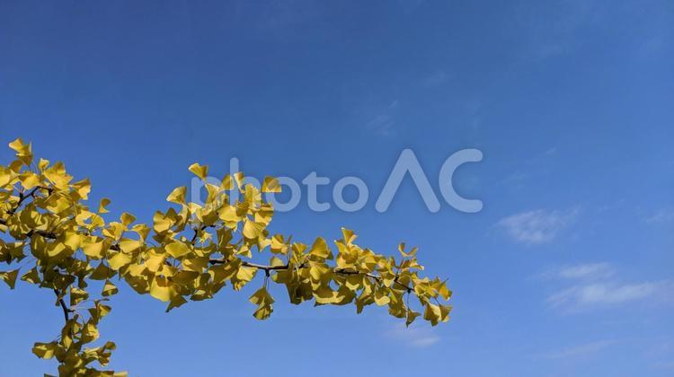 イチョウの木と青空 イチョウ,青空,紅葉の写真素材