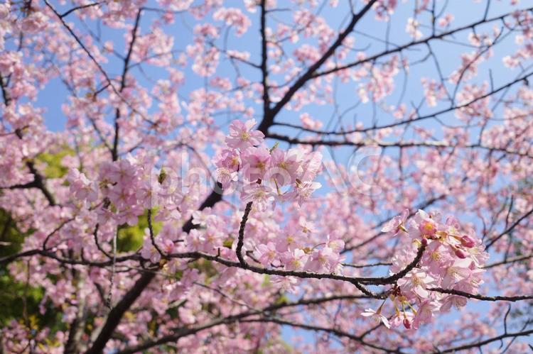 青空とピンクの桜 桜,ピンク,青空の写真素材