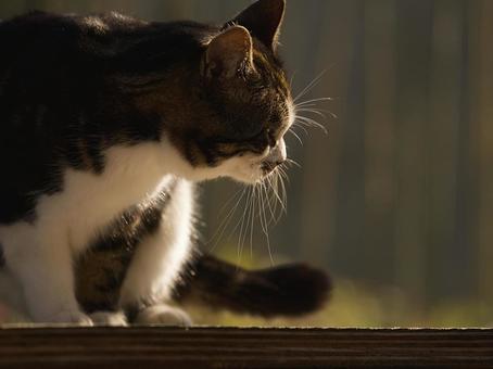 Cat behavior, JPG