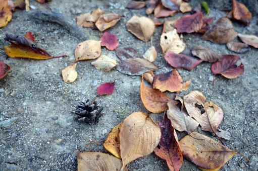 Photo, JPG Photo, deciduous leaves, fallen leaves, autumn leaves, JPG