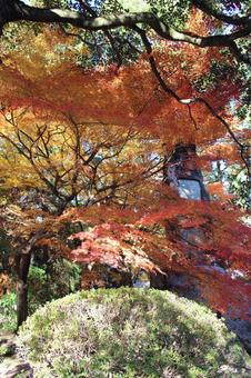 紅葉 紅葉の写真
