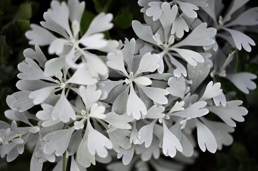 モクビャッコウ モクビャッコウ,低木,白の写真素材