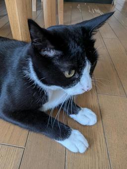 Relaxing cat 3, JPG Relaxing cat 3, JPG