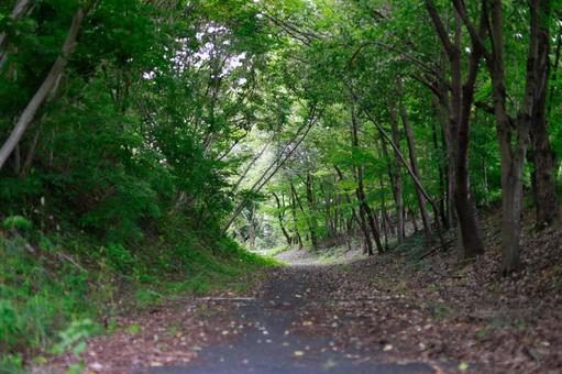 林道 林道の写真