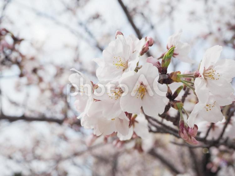 桜補正 桜,サクラ,さくらの写真素材
