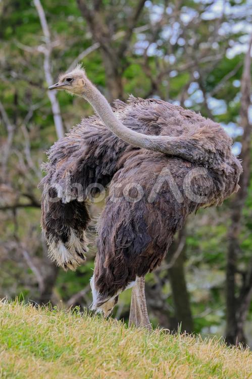 ダチョウ ダチョウ,駝鳥,鳥の写真素材