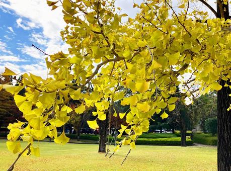秋の景色　イチョウの木がある公園 イチョウ,イチョウの木,木の写真素材