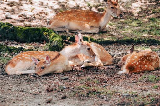 3匹の小鹿 3匹の小鹿 鹿,小鹿,哺乳類の写真素材