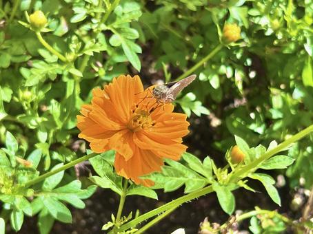 コスモス コスモス,秋,花の写真素材