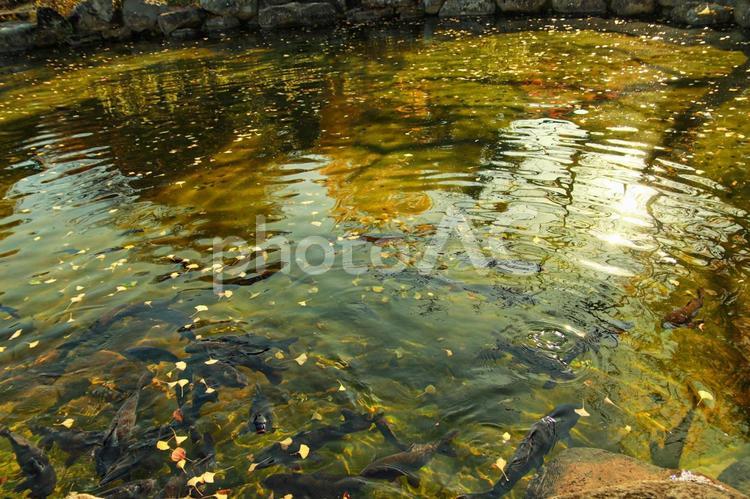 秋模様の池 風景,景色,自然の写真素材