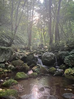沢 夏,山,森の写真素材