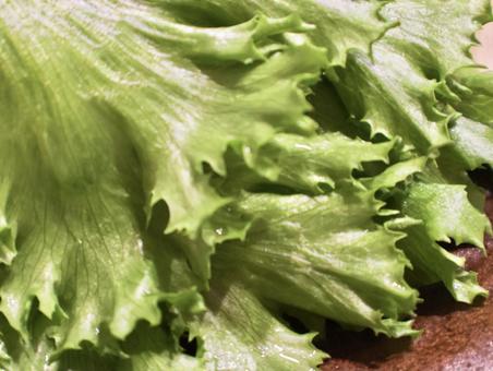 フリルレタスの写真