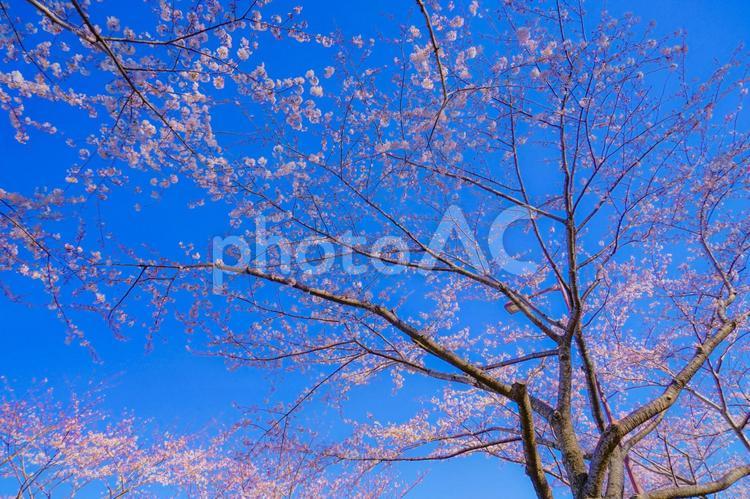 満開の桜と晴天の青空（調布飛行場） 桜,青空,晴天の写真素材