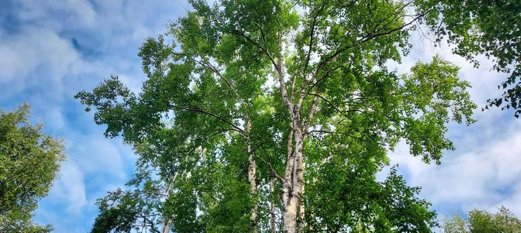 アラスカの白樺と青空 4 アラスカの白樺と青空 4の写真