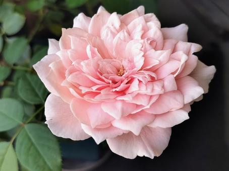 ベランダのバラ・ローブデコルテ ベランダのバラ・ローブデコルテ 薔薇,バラ,ローブデコルテの写真素材