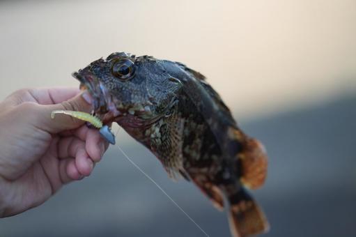 カサゴ カサゴ,ガガネ,生き物の写真素材