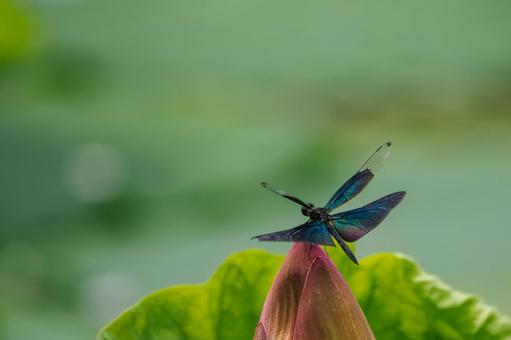 Butterfly dragonfly (43), JPG Butterfly dragonfly (43), JPG