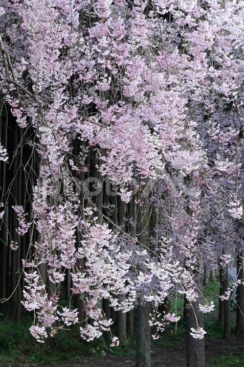 福井県：竹田の里しだれ桜 春,しだれ桜,枝垂れ桜の写真素材
