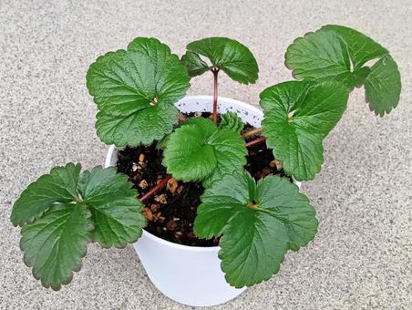 イチゴの栽培 栽培,イチゴ,白蜜香の写真素材