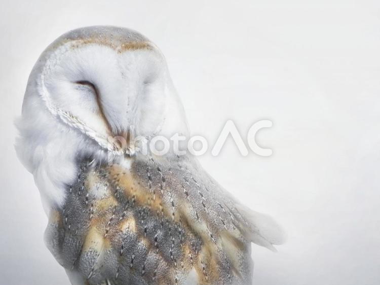 フクロウ　面フクロウ フクロウ,面フクロウ,ミミズクの写真素材