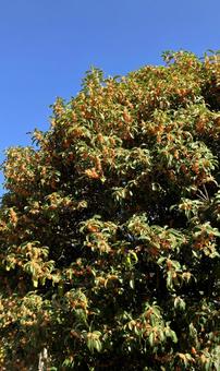 キンモクセイの写真