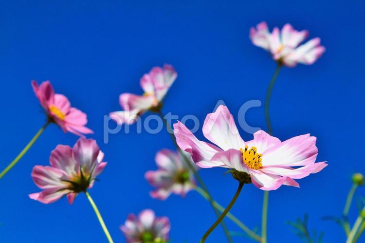 風に揺れるコスモス はな,フラワー,自然の写真素材