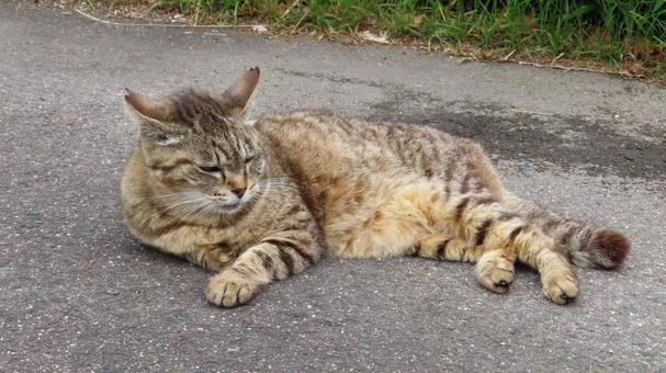 眠たくてうとうとしているもふもふな猫様 猫,キジトラ,寝転ぶの写真素材