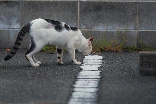 何かを発見して歩み寄る牛柄猫 牛柄猫,cawcat,ハチワレ猫の写真素材