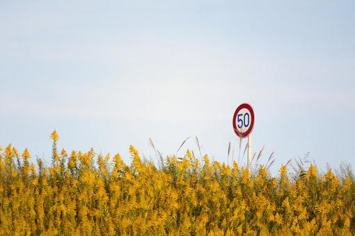 黄金色の花に囲まれた速度50キロの標識 標識,制限速度,速度の写真素材