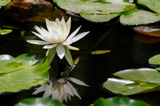 Water Lily (82), JPG