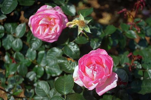 荒牧バラ園375 プリンセスドゥモナコ 荒牧バラ園375 プリンセスドゥモナコの写真