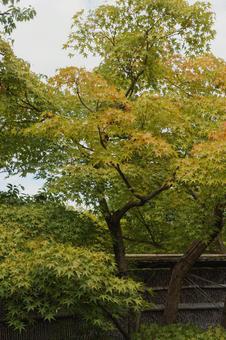 竹垣と初紅葉 竹垣と初紅葉の写真