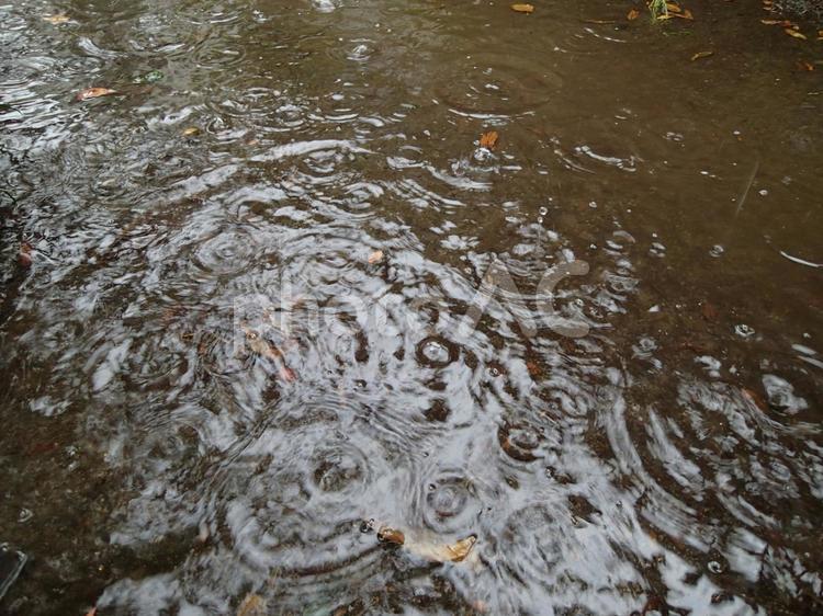 大粒の雨 雨の日,雨,梅雨の写真素材