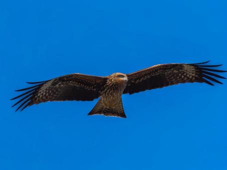 空を飛ぶトビ トビ,鳶,野鳥の写真素材