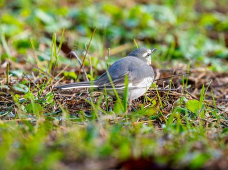 地面を歩くハクセキレイの写真