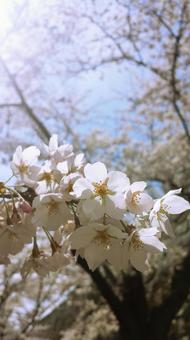 桜 桜の写真