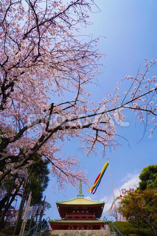 横浜・孝道山の桜イメージ 桜,さくら,サクラの写真素材