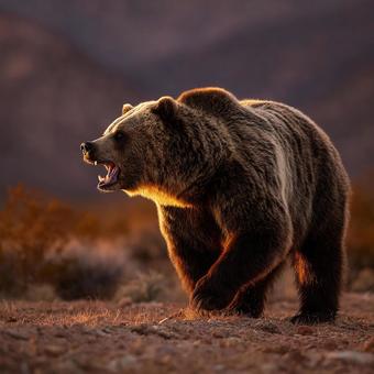 怒りをあらわにするクマの横顔の写真