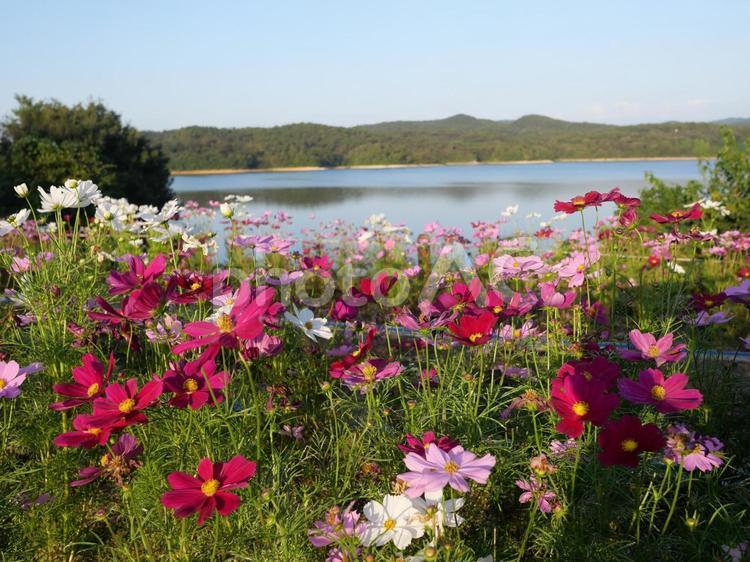 コスモスの咲く風景 コスモス,秋,花の写真素材