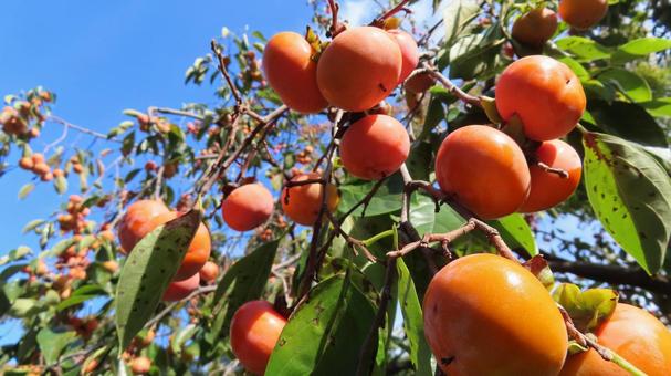 柿　ベビーパーシモン　秋の味覚 柿,ベビーパーシモン,突核無の写真素材