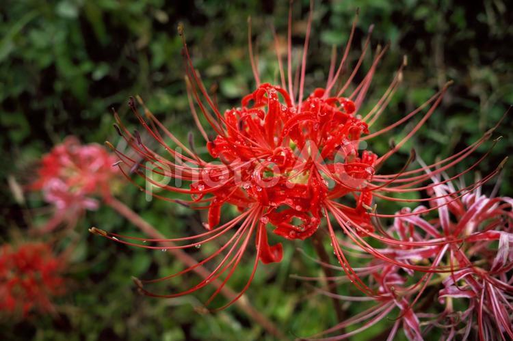 季節の花962 彼岸花,花,植物の写真素材