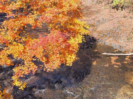 紅葉と川 紅葉と川の写真
