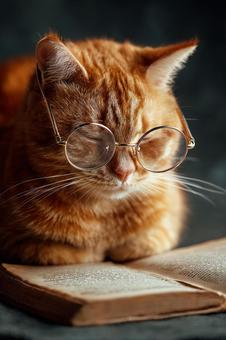 毛布にくるまって本を読む、くつろぐ猫 毛布にくるまって本を読む、くつろぐ猫の写真
